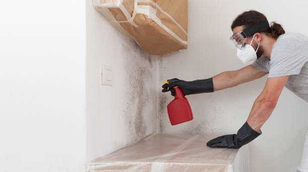 Professional Basement Mold Remediation technician working in Mendota, IL