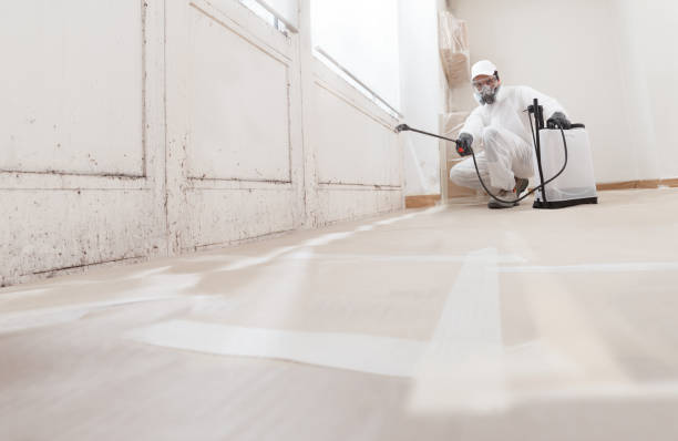 24/7 Emergency Basement Mold Remediation experts in Mendota, IL
