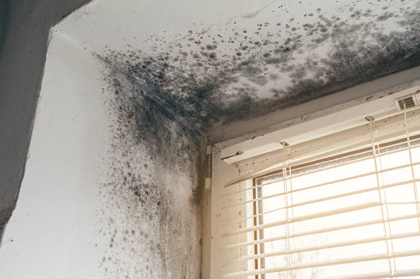 Affordable Basement Mold Remediation solutions in Mendota, IL